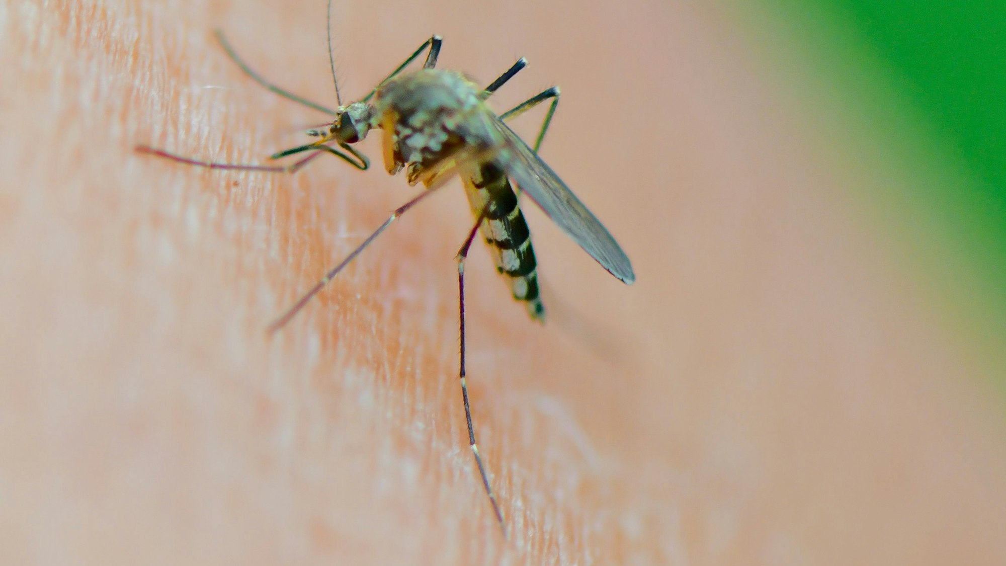 Eine Mücke saugt Blut aus dem Arm einer Frau.