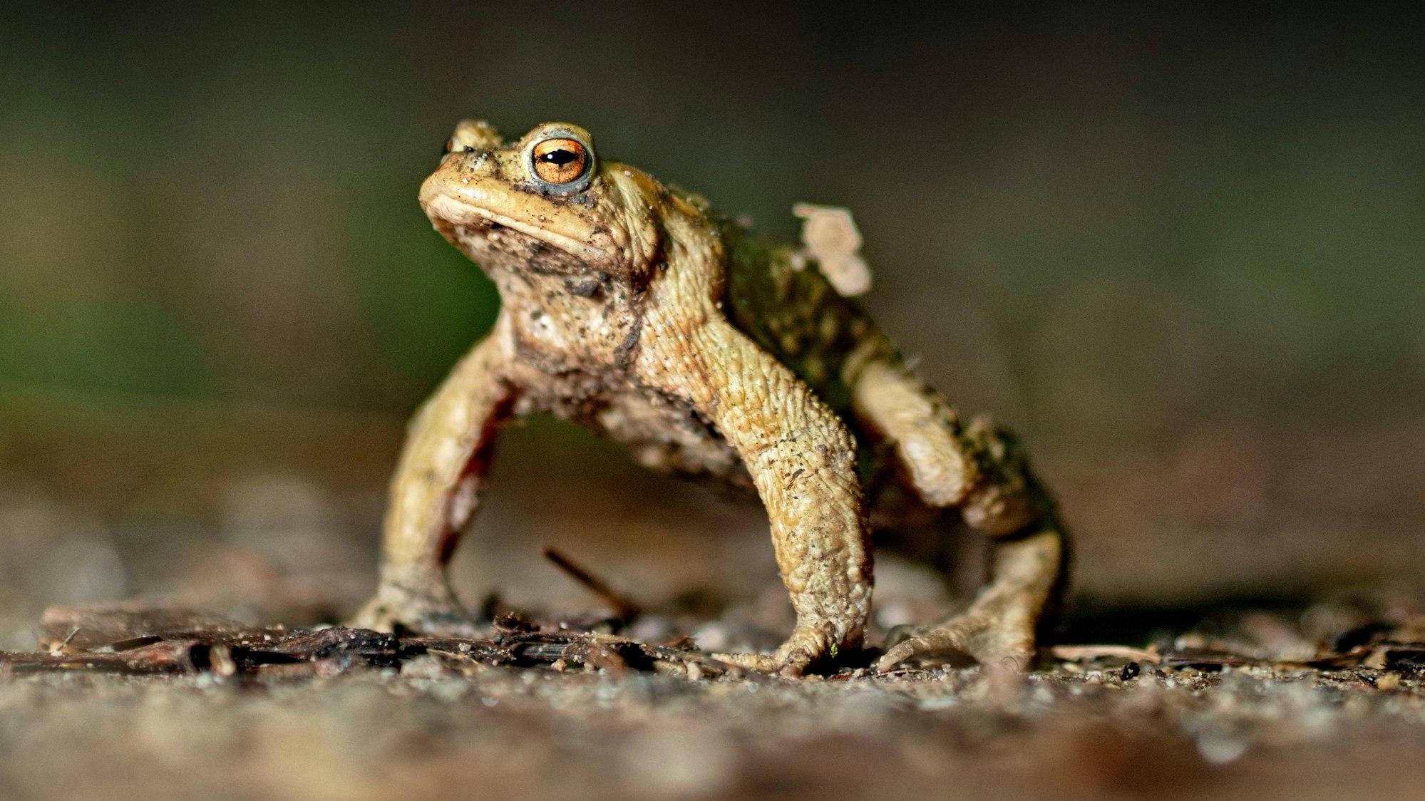 Eine Erdkröte auf Wanderschaft