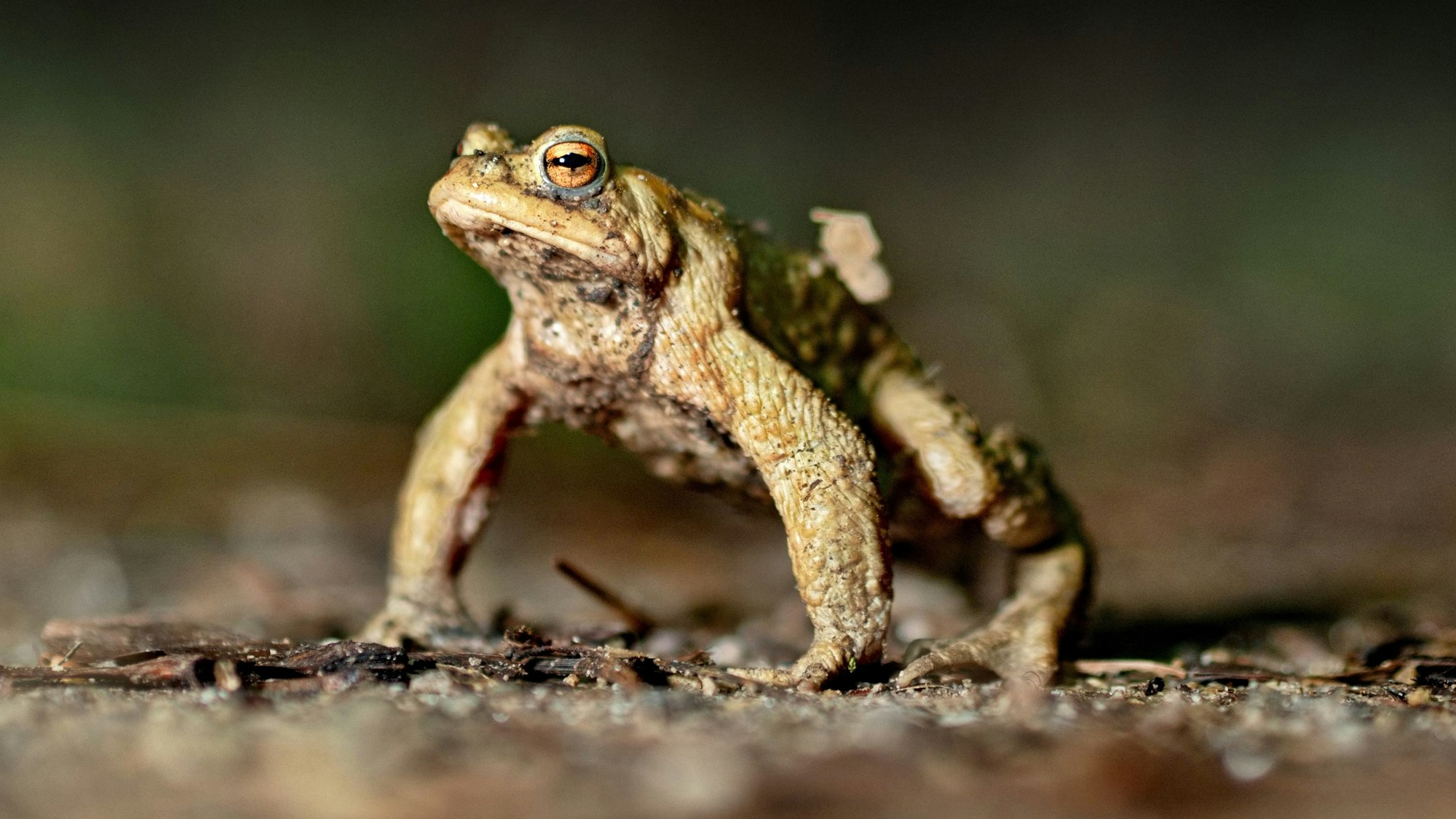 Eine Erdkröte auf Wanderschaft