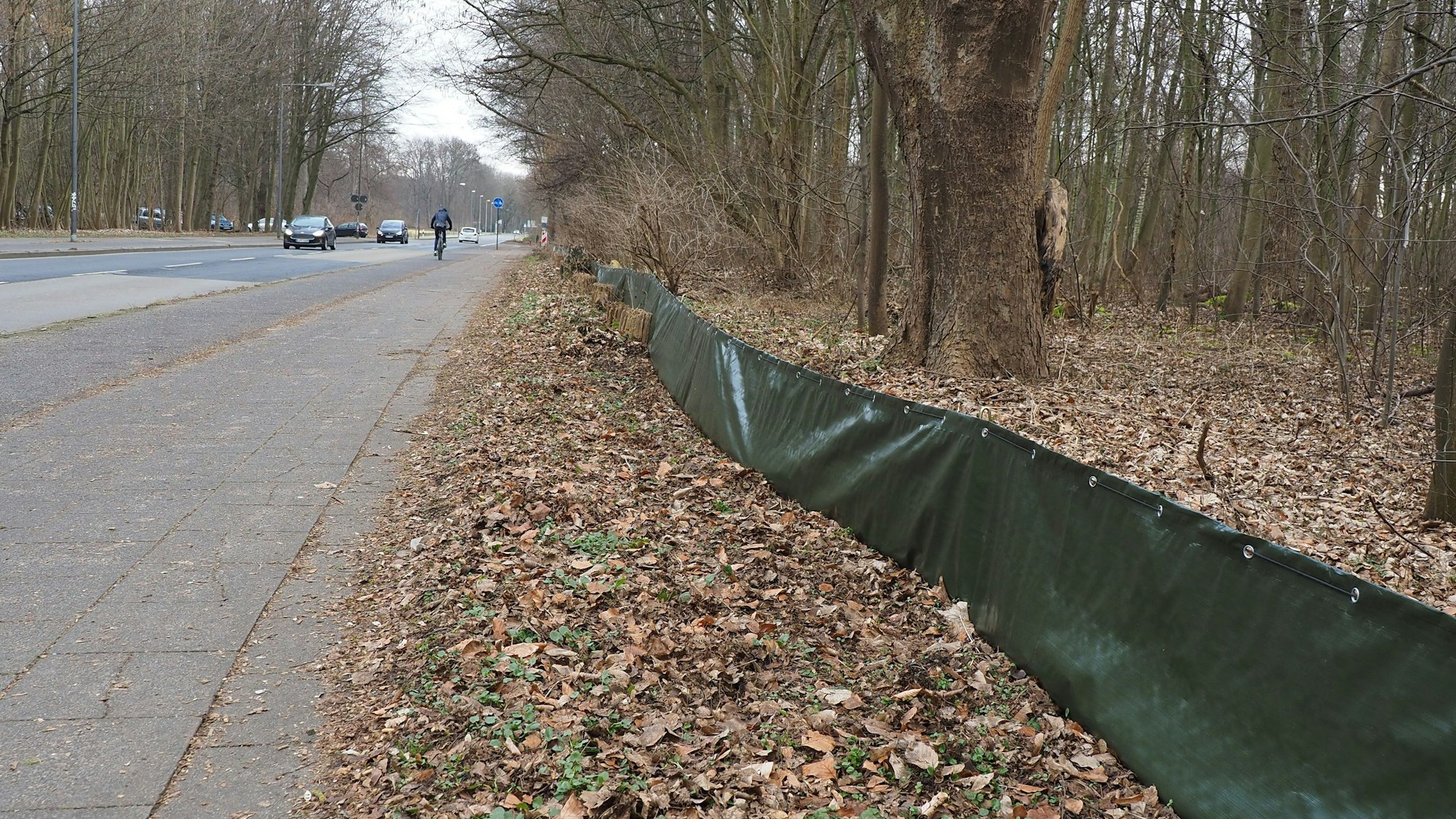 Zäune schützen die Kröten auf ihrer Wanderung vor dem Straßenverkehr.