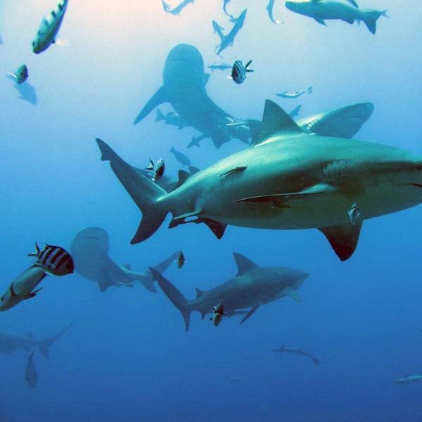 Haie schwimmen inmitten von Fischen.