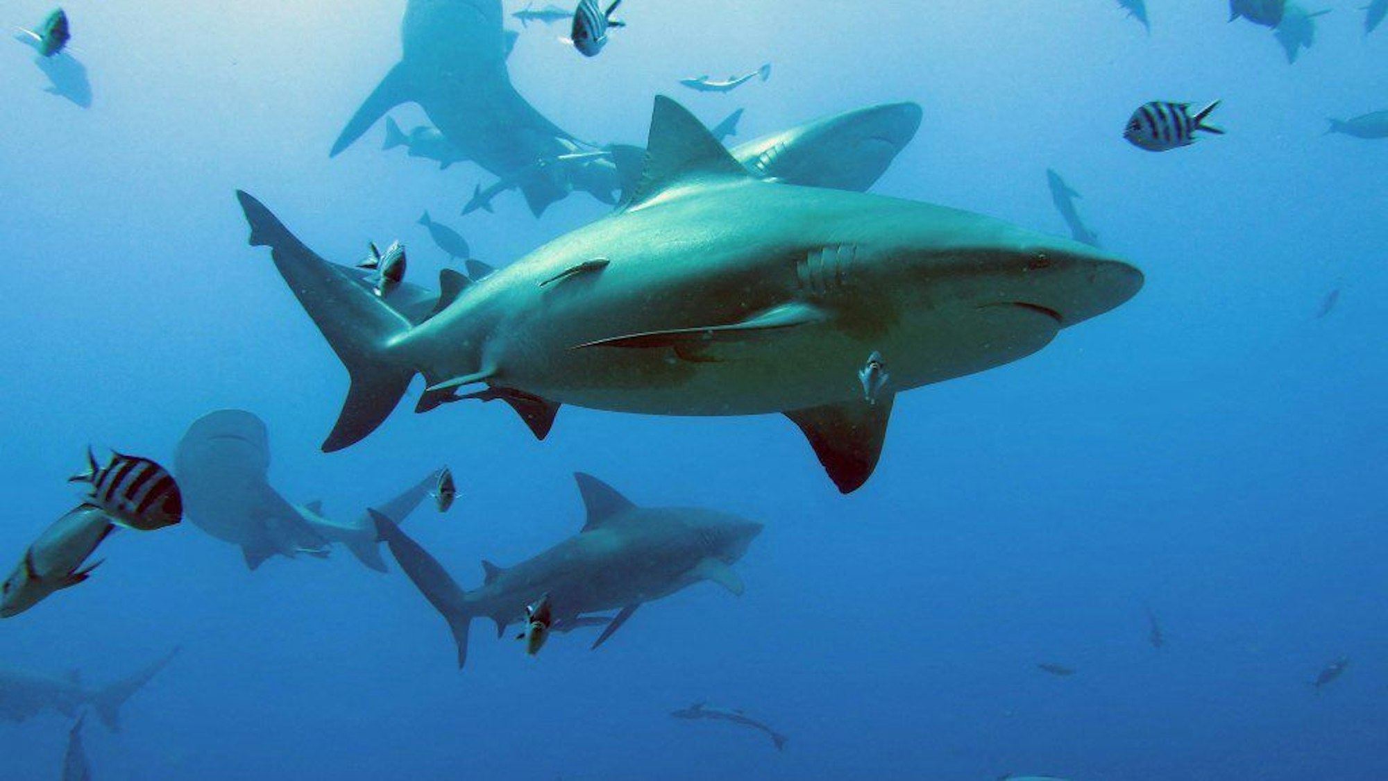 This handout image released by Simon Fraser University/James Cook University on January 16, 2023, shows bull sharks in the waters off Fiji. - Nearly two thirds of the sharks and rays that live among the world's corals are threatened with extinction, according to new research published on January 16, 2023, in the journal Nature Communications. Coral reefs, which harbour at least a quarter of all marine animals and plants, are gravely menaced by an array of human threats, including overfishing, pollution and climate change. Shark and ray species -- from apex predators to filter feeders -- play an important role in these delicate ecosystems that "cannot be filled by other species", said Samantha Sherman, of Simon Fraser University in Canada and the wildlife group TRAFFIC International. (Photo by COLIN SIMPENDORFER / SIMON FRASER UNIVERSITY/JAMES COOK UNIVERSITY / AFP) / RESTRICTED TO EDITORIAL USE - MANDATORY CREDIT "AFP PHOTO/COLIN SIMPFENDORFER/SIMON FRASER UNIVERSUTY/JAMES COOK UNIVERSITY" - NO MARKETING - NO ADVERTISING CAMPAIGNS - DISTRIBUTED AS A SERVICE TO CLIENTS