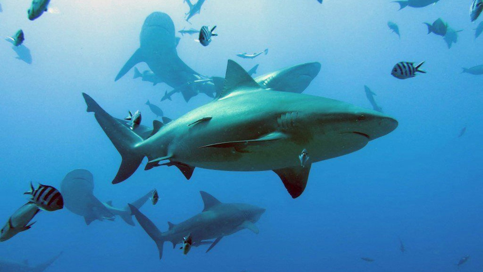 This handout image released by Simon Fraser University/James Cook University on January 16, 2023, shows bull sharks in the waters off Fiji. - Nearly two thirds of the sharks and rays that live among the world's corals are threatened with extinction, according to new research published on January 16, 2023, in the journal Nature Communications. Coral reefs, which harbour at least a quarter of all marine animals and plants, are gravely menaced by an array of human threats, including overfishing, pollution and climate change. Shark and ray species -- from apex predators to filter feeders -- play an important role in these delicate ecosystems that "cannot be filled by other species", said Samantha Sherman, of Simon Fraser University in Canada and the wildlife group TRAFFIC International. (Photo by COLIN SIMPENDORFER / SIMON FRASER UNIVERSITY/JAMES COOK UNIVERSITY / AFP) / RESTRICTED TO EDITORIAL USE - MANDATORY CREDIT "AFP PHOTO/COLIN SIMPFENDORFER/SIMON FRASER UNIVERSUTY/JAMES COOK UNIVERSITY" - NO MARKETING - NO ADVERTISING CAMPAIGNS - DISTRIBUTED AS A SERVICE TO CLIENTS
