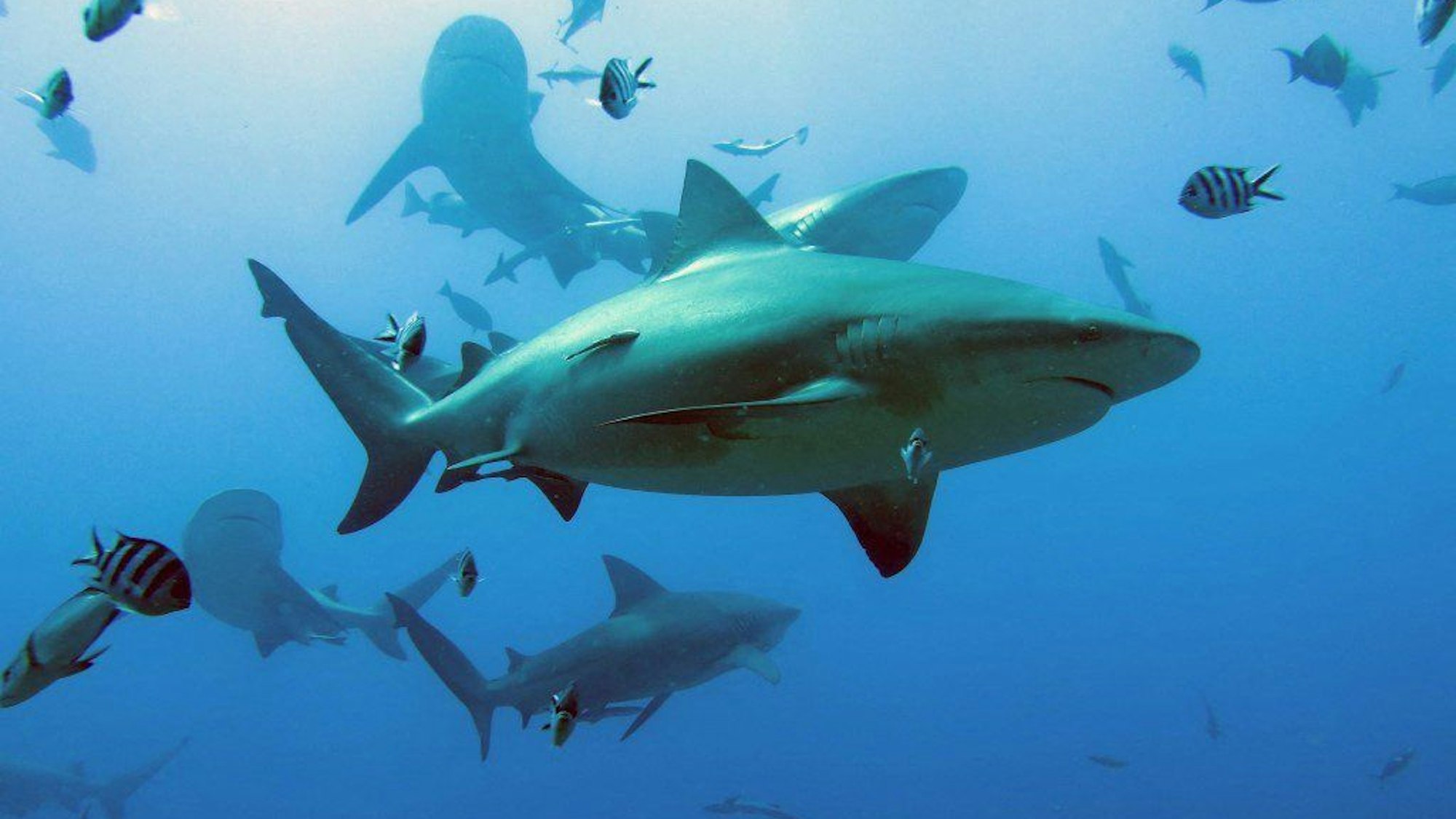 Haie auf Raubzug durch das Meer.