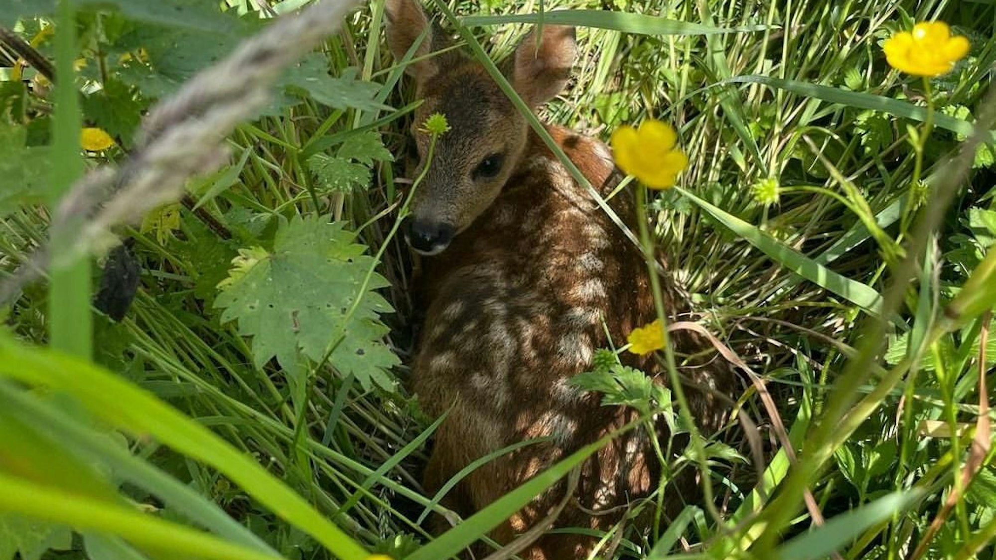 Das Foto zeigt ein Rehkitz, das im Gras liegt.