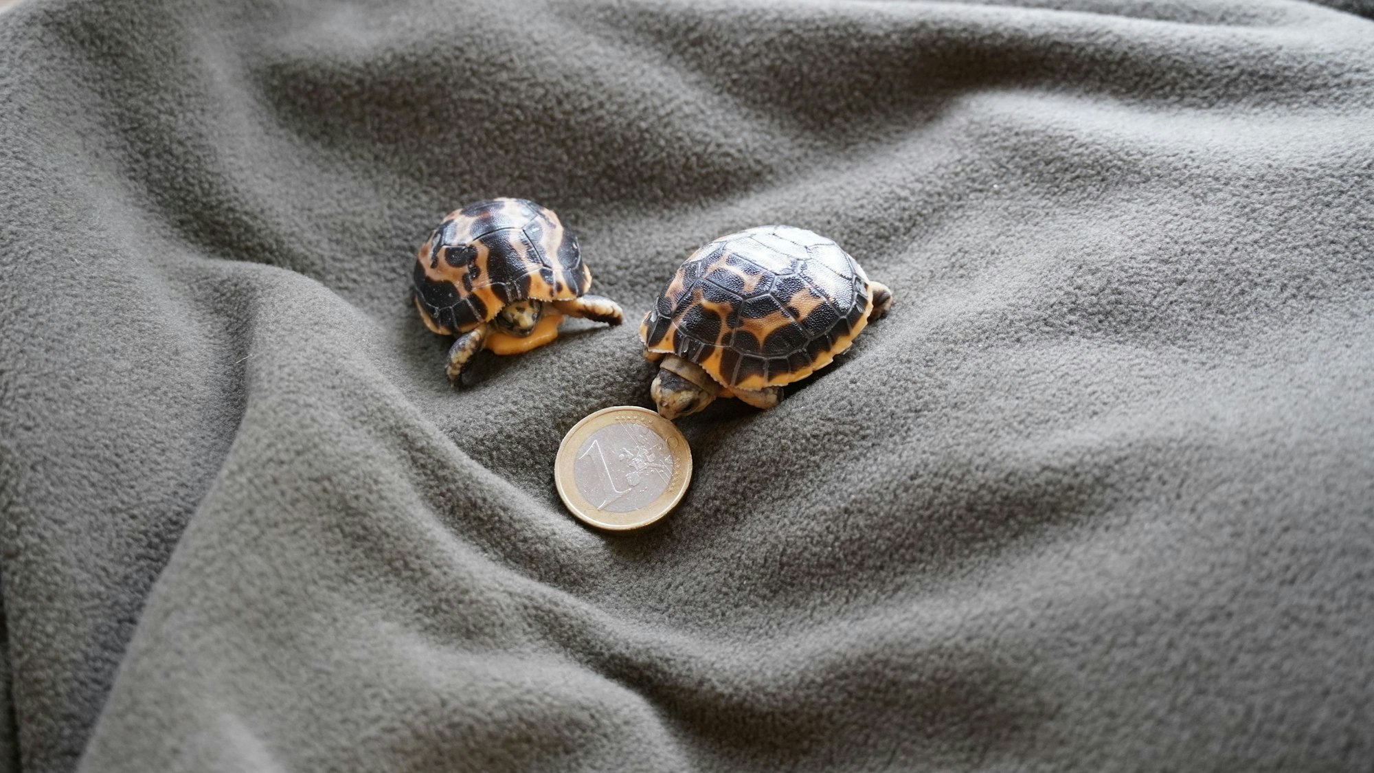 Zwei Madagassische Spinnenschildkröten, die am 14. Februar im Zoo Hannover geboren wurden. Die Art ist vom Aussterben bedroht.