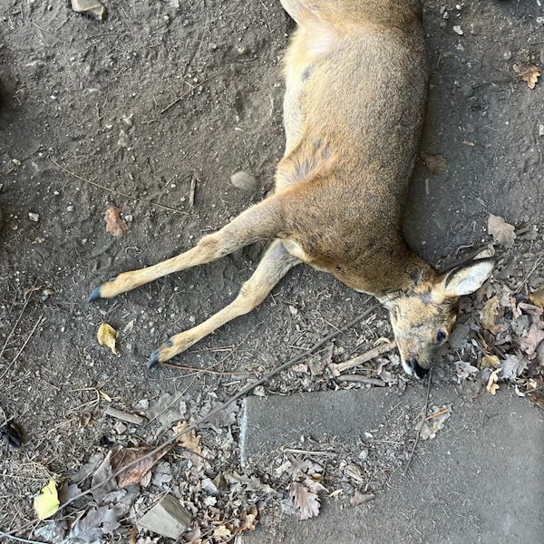 Das Foto zeigt das verendete Reh.