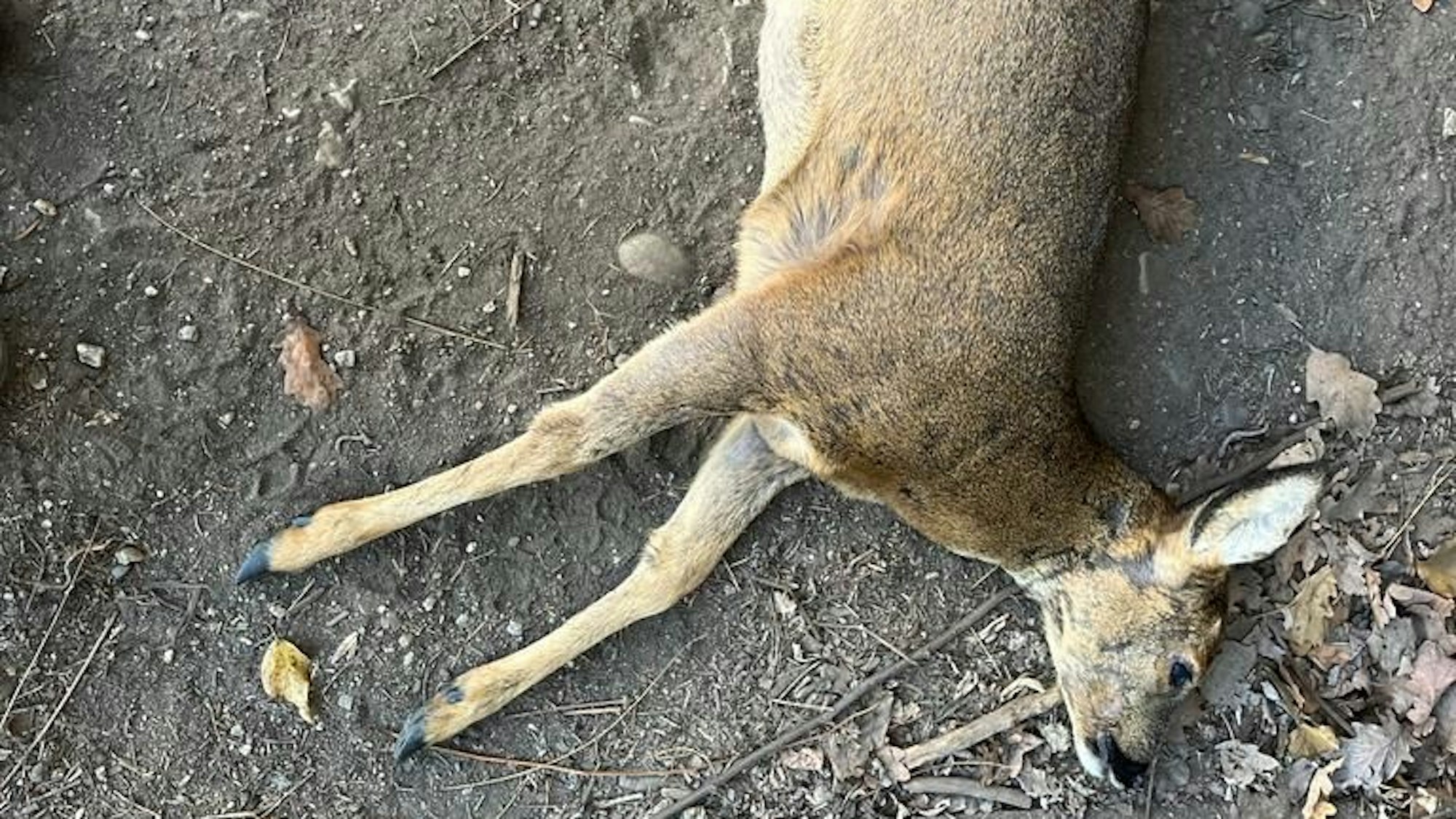 Das Foto zeigt das verendete Reh.