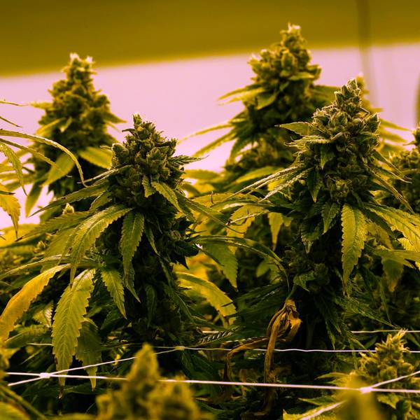 Mehrere Cannabispflanze stehen in einer Reihe