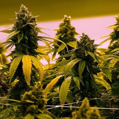 Mehrere Cannabispflanze stehen in einer Reihe