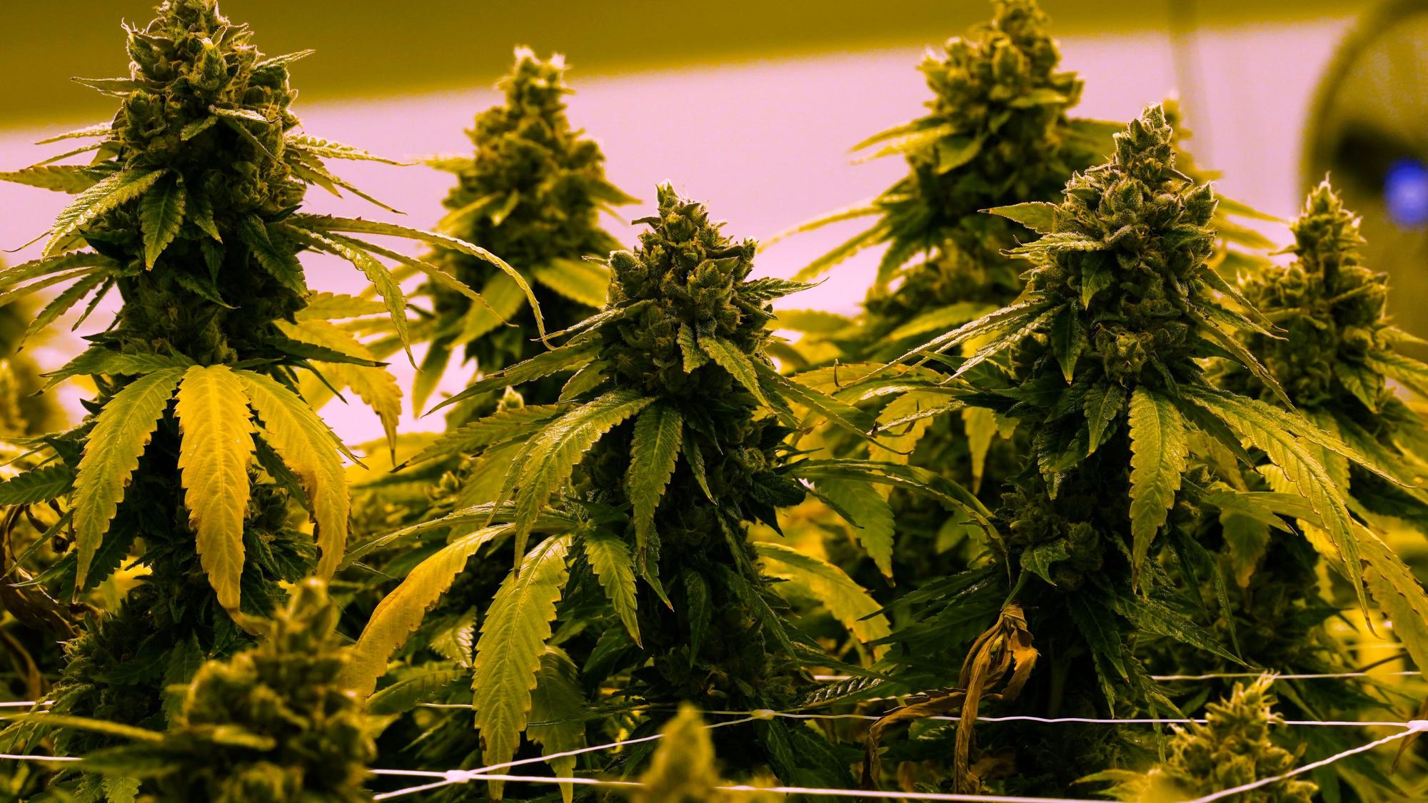 Mehrere Cannabispflanzen.