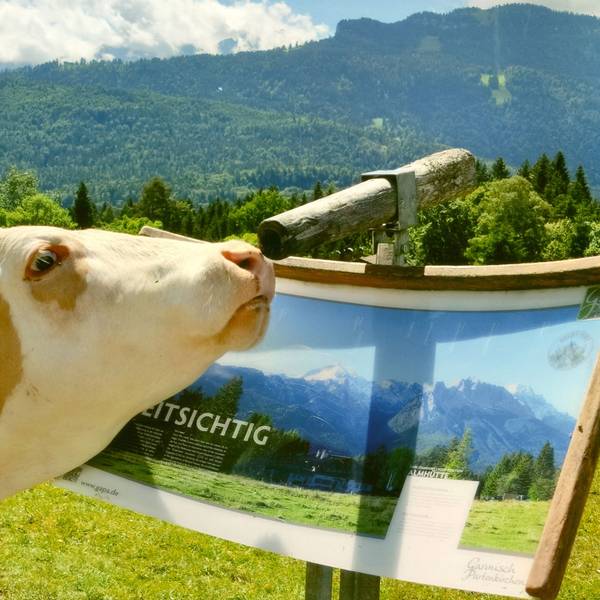 Eine Kuh schaut an einer Wanderkarte durch ein hölzernes Fernglas in die Weite der Berge.