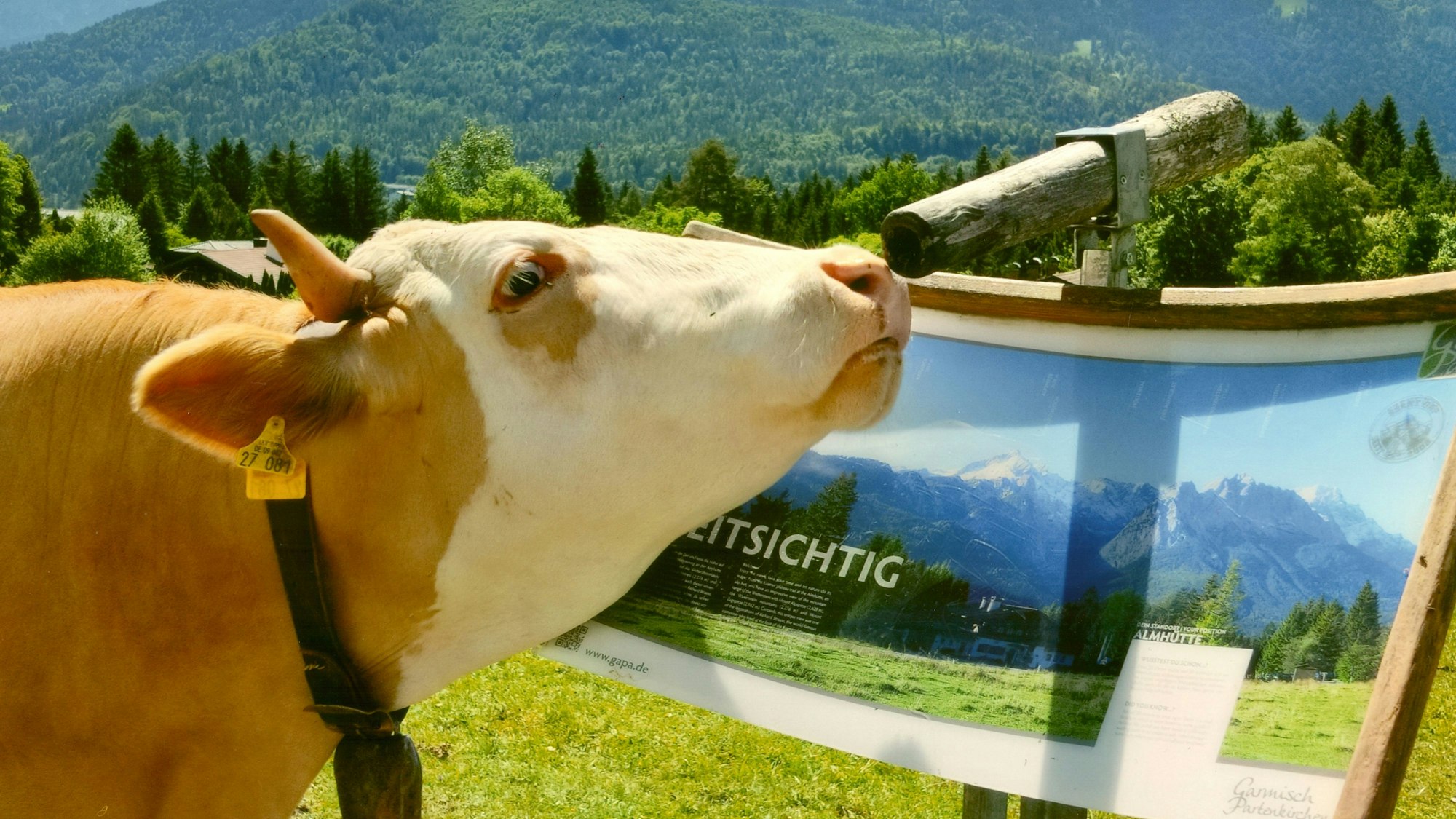 Eine Kuh schaut an einer Wanderkarte durch ein hölzernes Fernglas in die Weite der Berge.