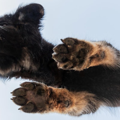 Ein Schäferhundwelpe ist aus der Froschperspektive zu sehen. Er wurde durch eine Glasplatte aufgenommen.