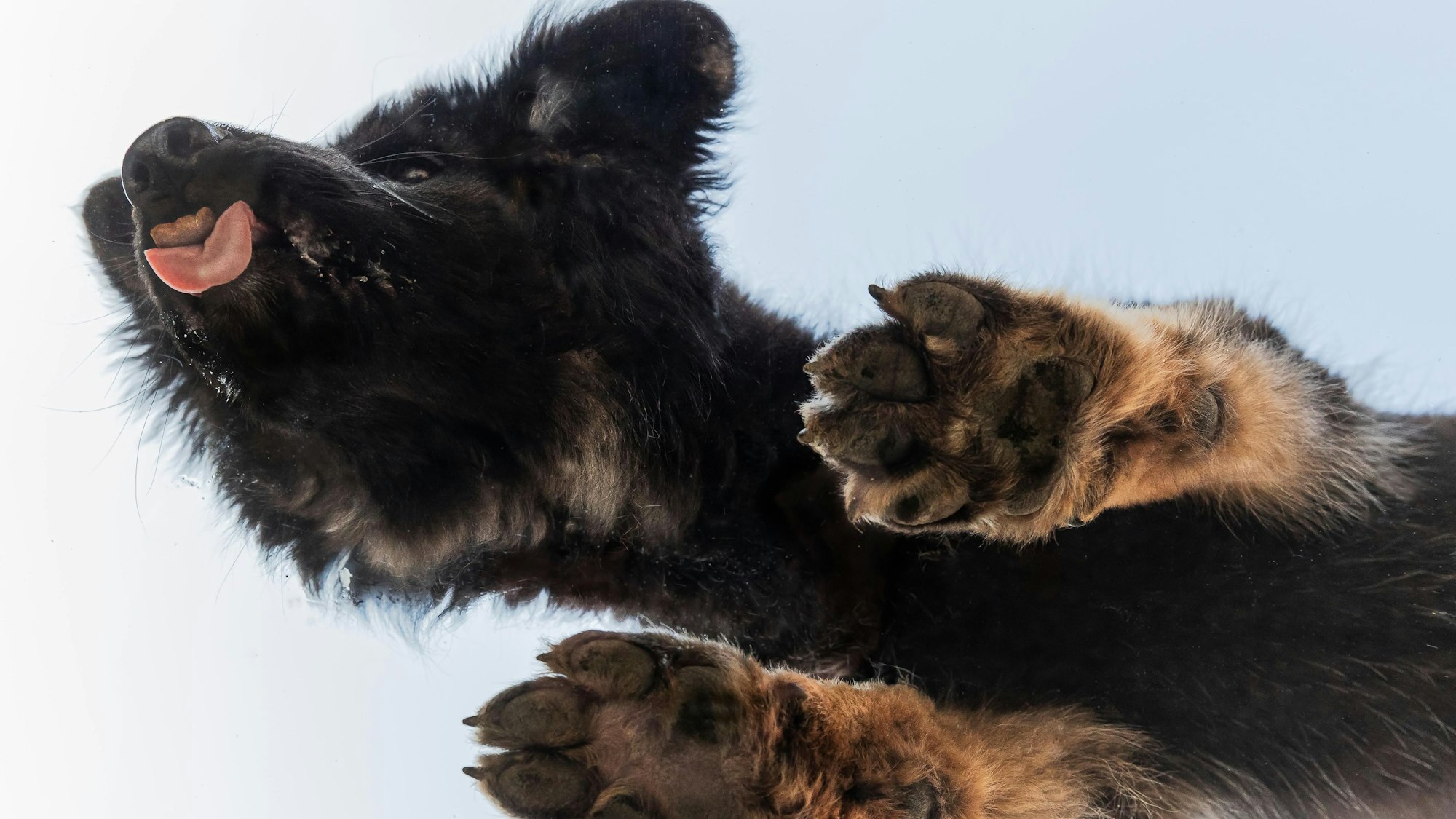 Ein Schäferhundwelpe ist aus der Froschperspektive zu sehen. Er wurde durch eine Glasplatte aufgenommen.