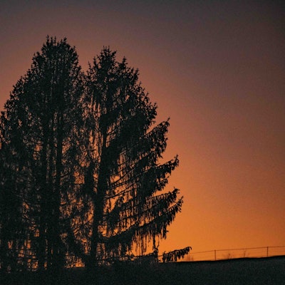 Ein Nadelbaum bei Abendröte.