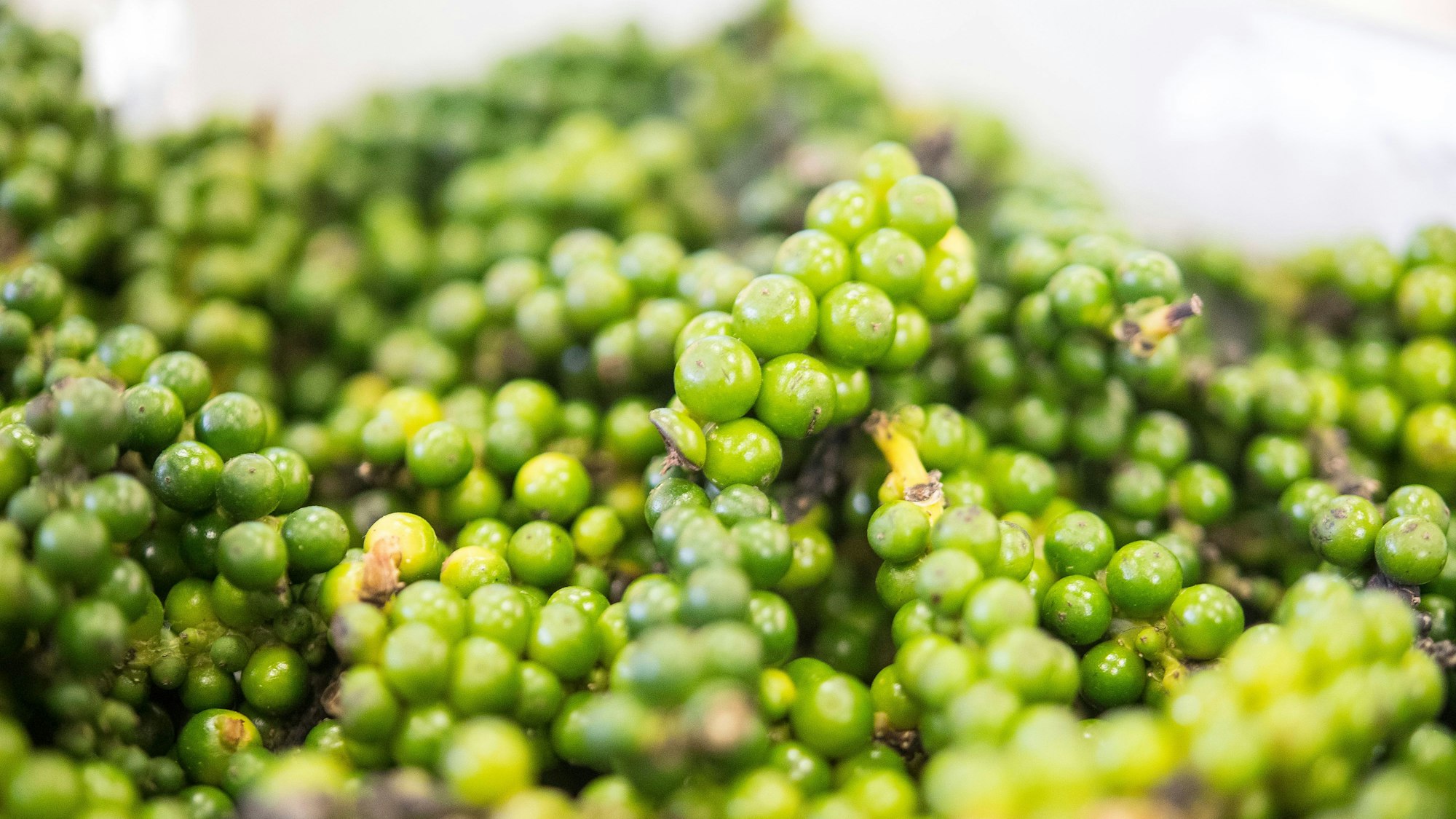 Grüne Pfefferkörner