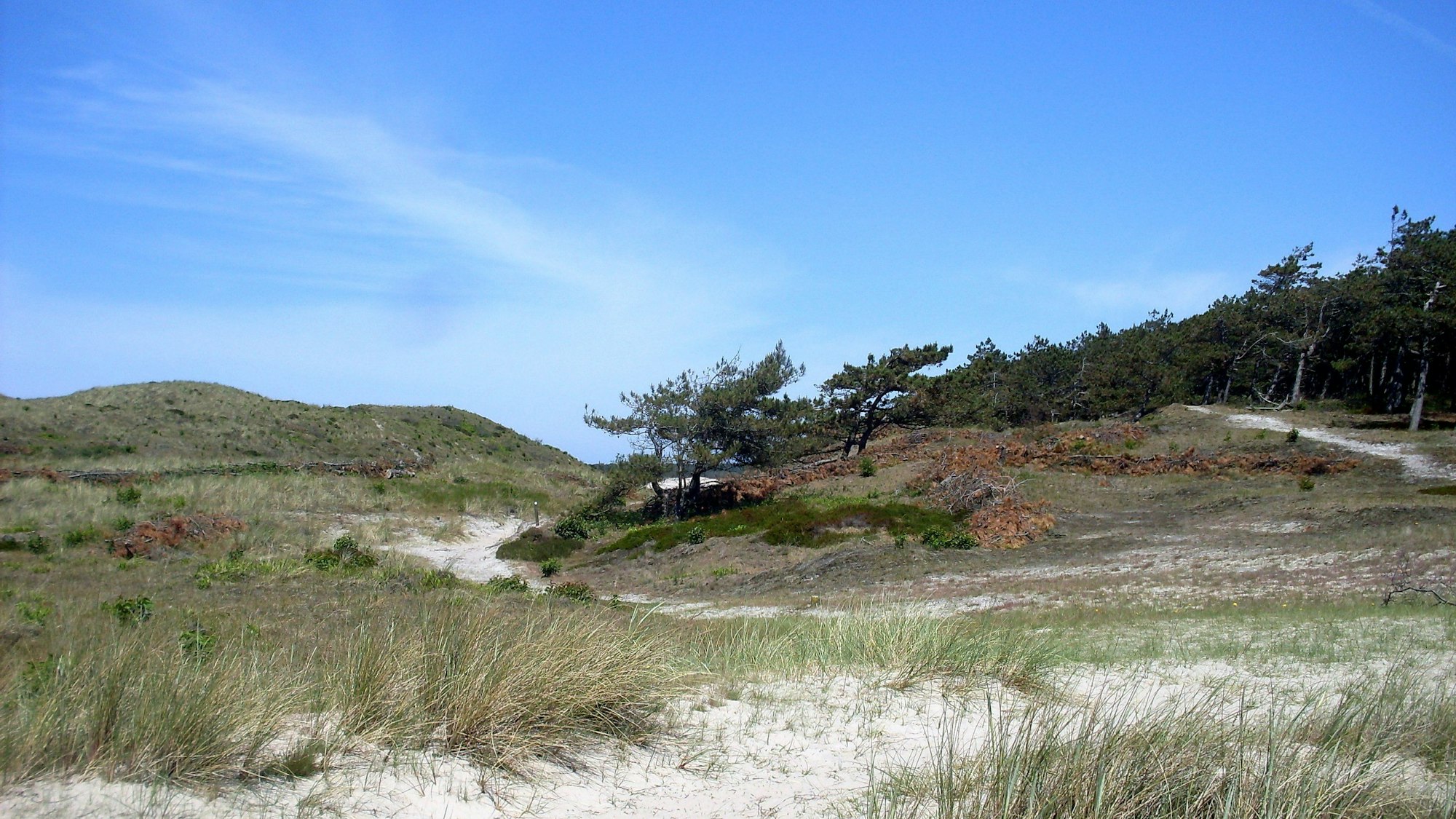 Dünen bei Bergen aan Zee in Nord-Holland.