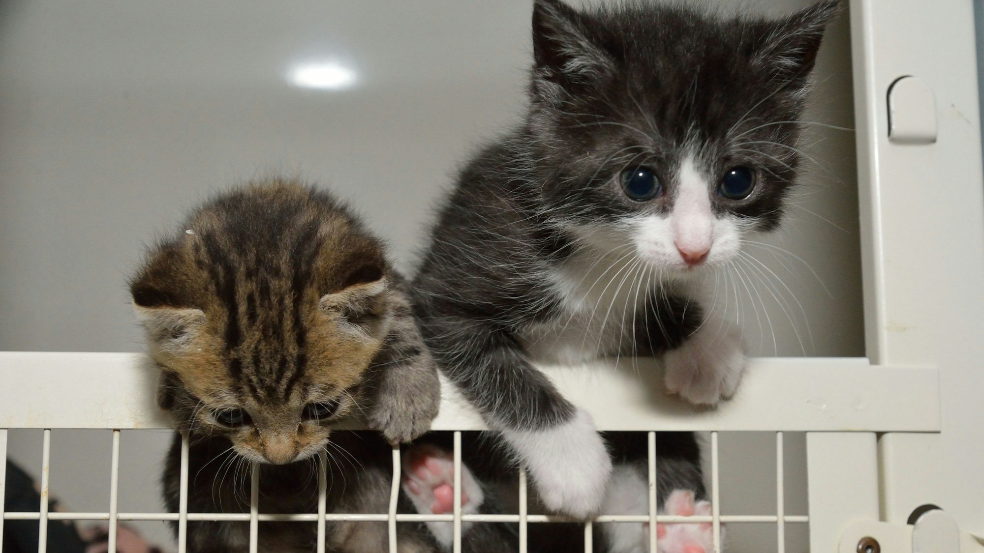 Zwei Katzen klettern ein Gitter hoch.