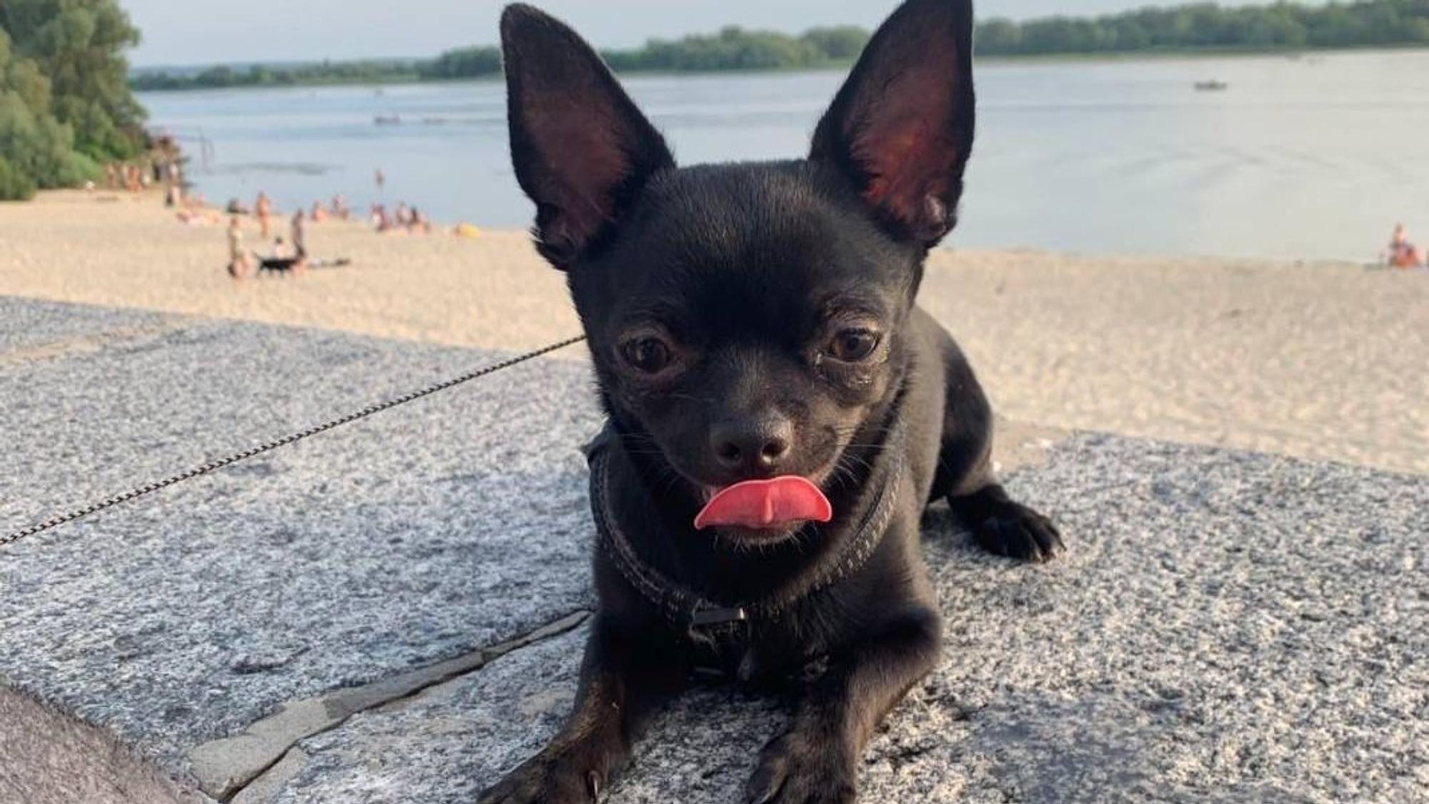 Ein kleiner, schwarzer Chihuahua liegt auf einer Mauer an einem Strand und leckt sich die Schnauze.