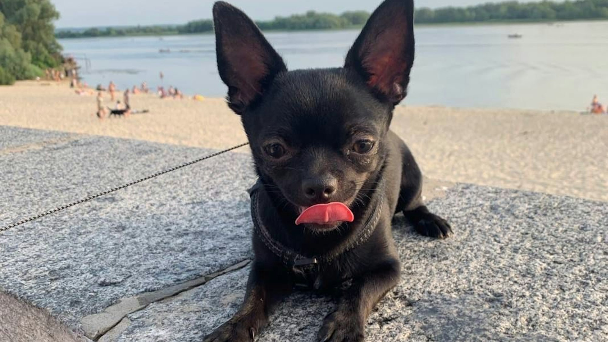 Ein kleiner, schwarzer Chihuahua liegt auf einer Mauer an einem Strand und leckt sich die Schnauze.