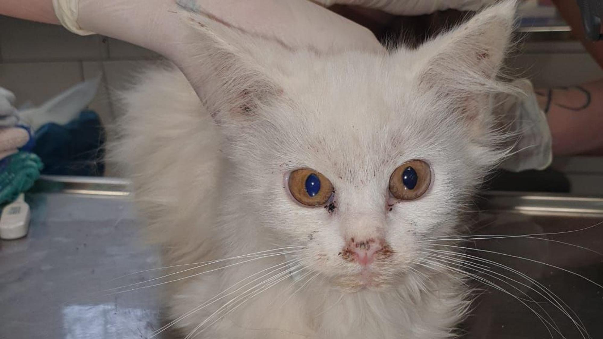 Die Mitarbeiterinnen des Tierheims berührt mit Handschuhen vorsichtig eine sichtlich kranke Katze mit weißem langen Fell.