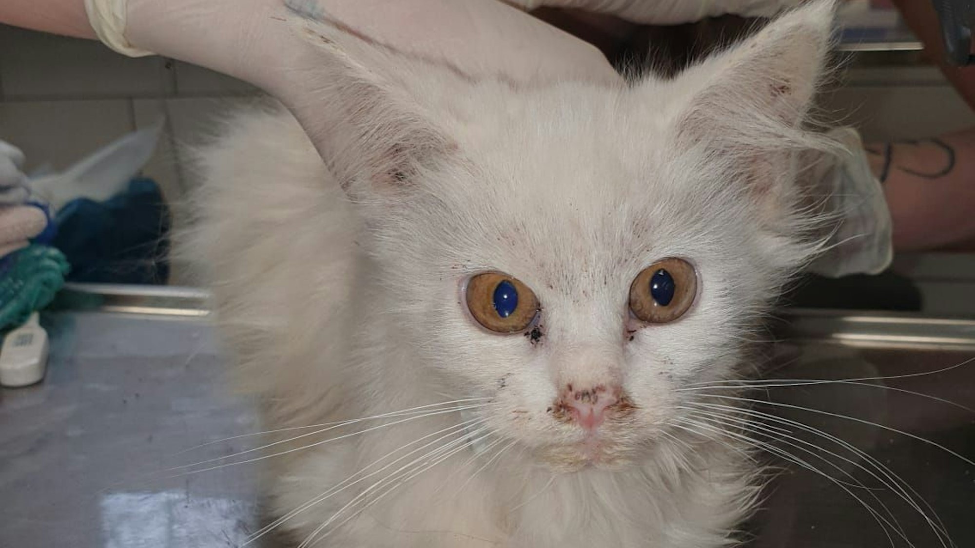 Die Mitarbeiterinnen des Tierheims berührt mit Handschuhen vorsichtig eine sichtlich kranke Katze mit weißem langen Fell.