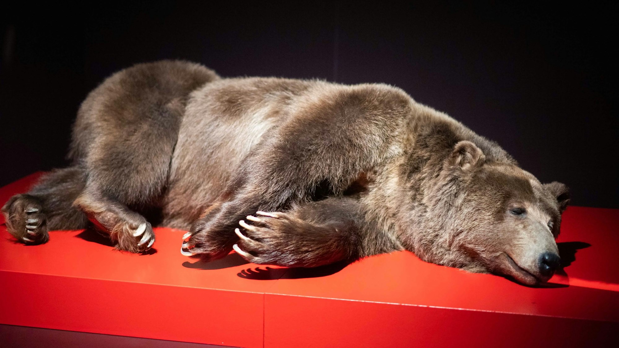 Auch Bären wurden und werden getötet, um den Pelz für die Mode zu nutzen.