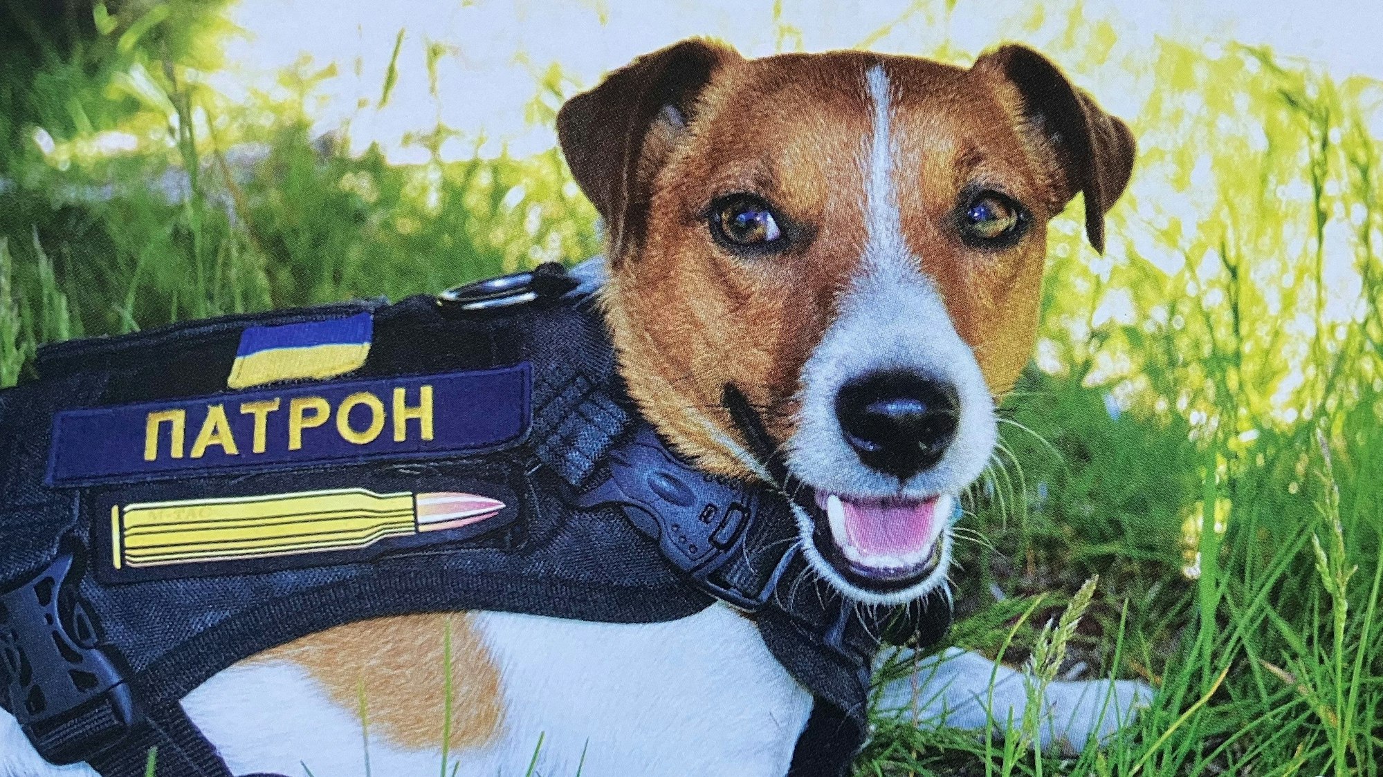 Ein Jack Russell Terrier liegt auf einer Wiese.