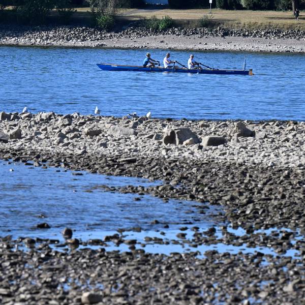 Ein Ruderboot fährt auf dem Rhein. Der Fluss führt Niedrigwasser.