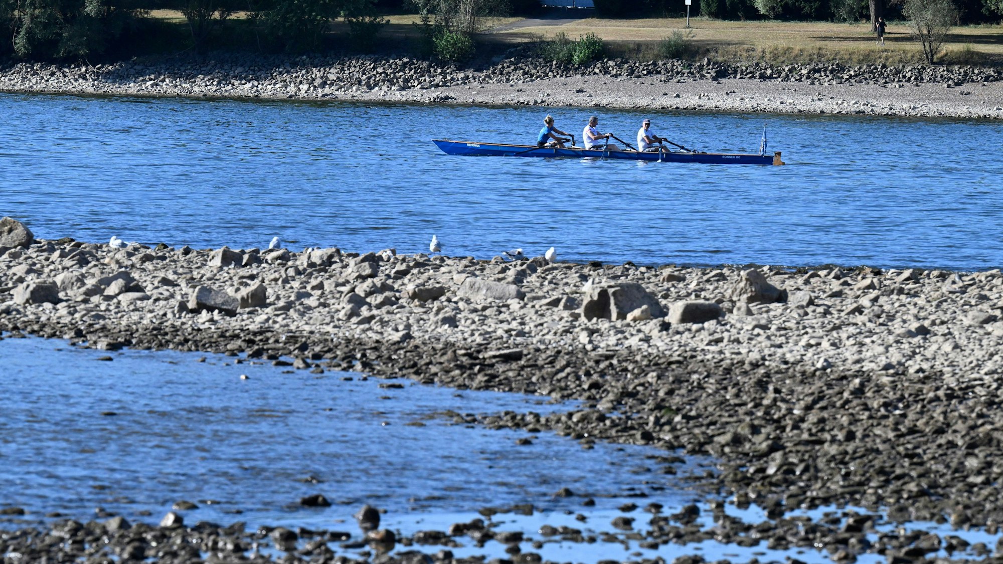 Ruderer auf dem Rhein (Symbolbild)
