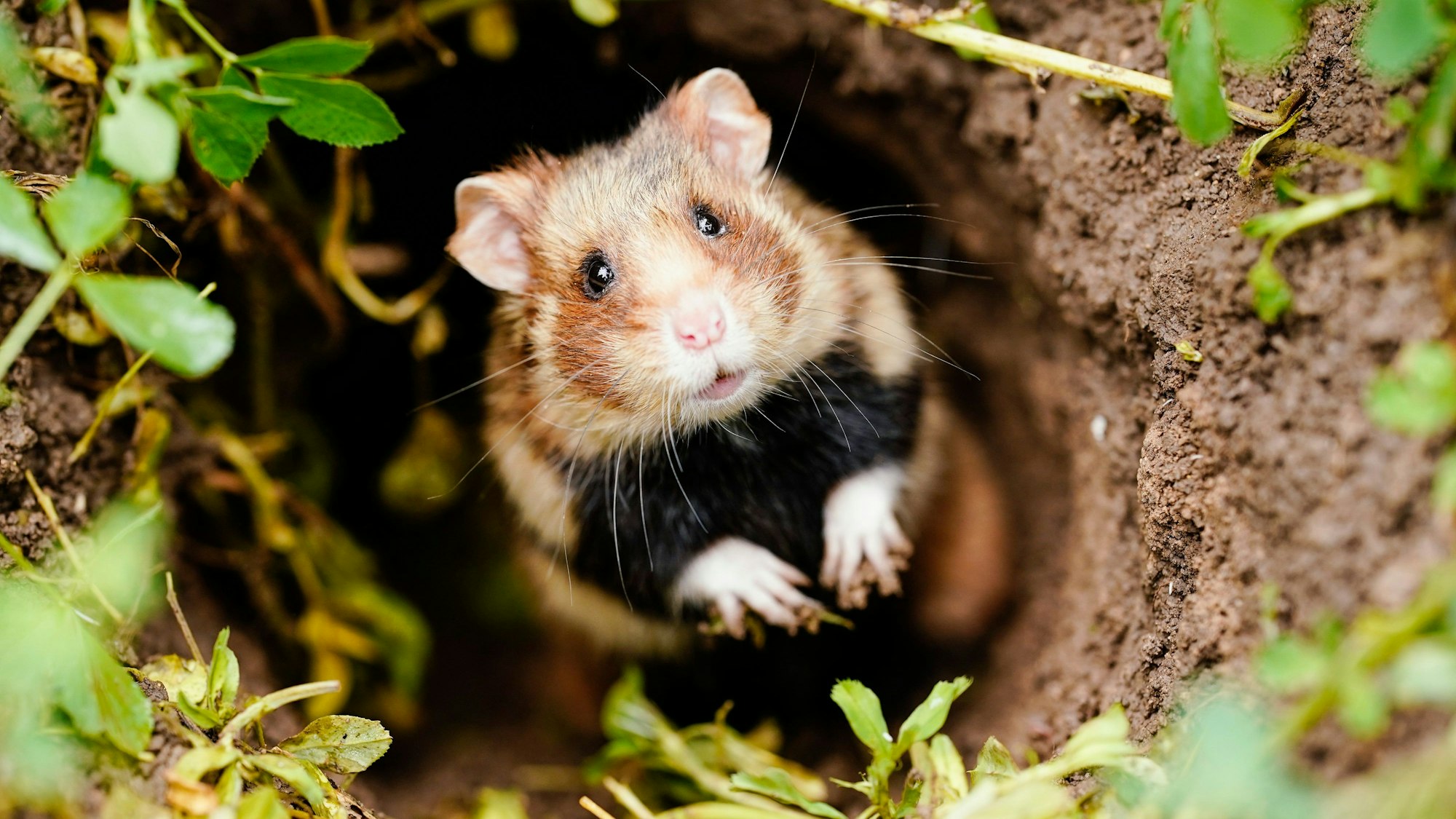 Ein Feldhamster schaut auf einer Ackerfläche aus seinem Bau