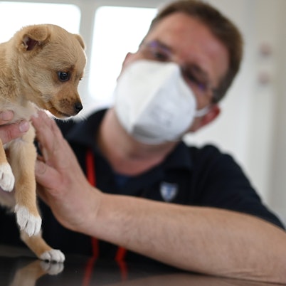 Michael Lierz, Direktor der Klinik für Vögel, Reptilien, Amphibien und Fische der Justus-Liebig-Universität (JLU) Gießen, untersucht den Welpen «Boni» in der tierärztlichen Ambulanz der Erstaufnahmeeinrichtung des Landes Hessen.