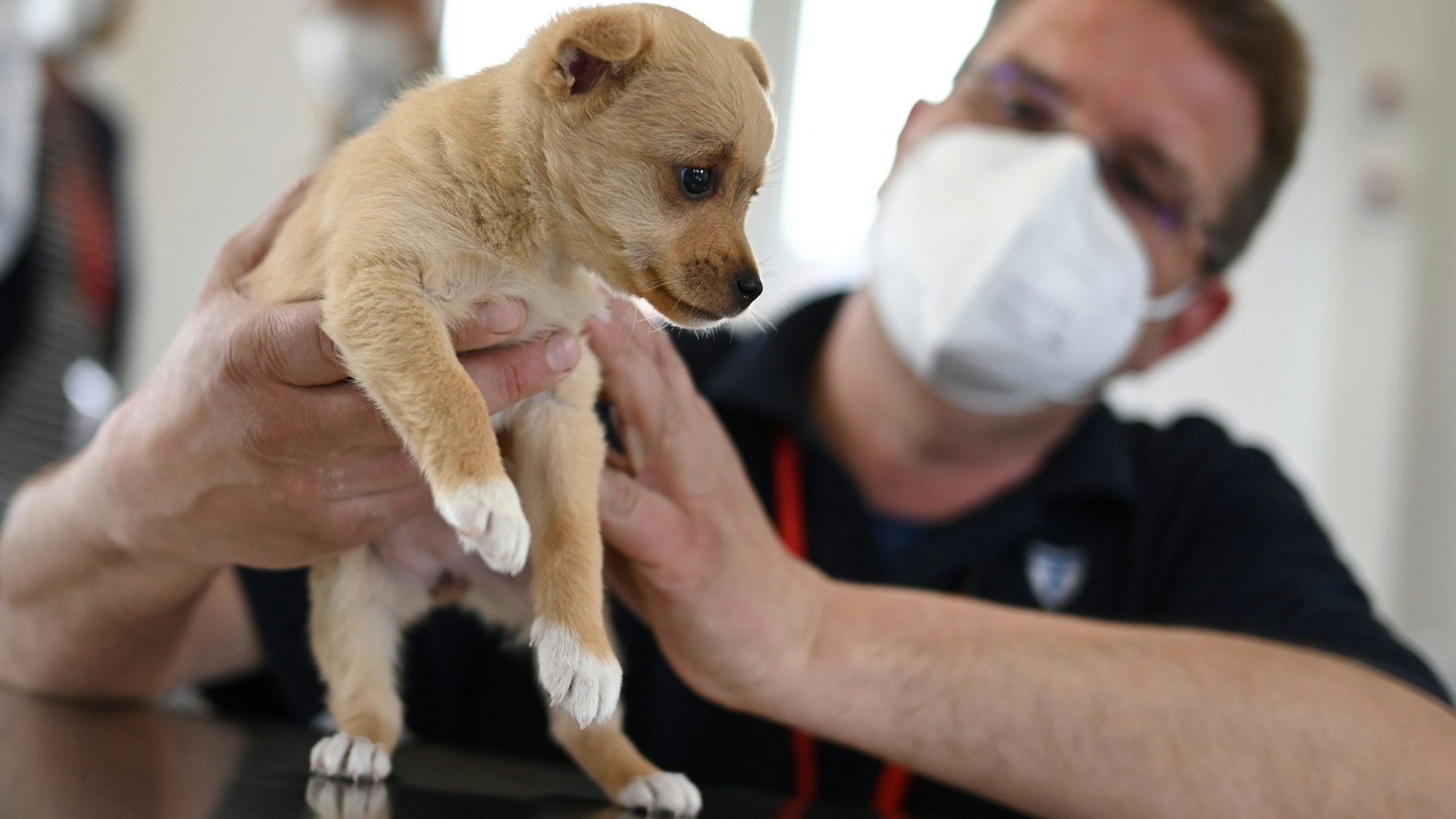 Michael Lierz, Direktor der Klinik für Vögel, Reptilien, Amphibien und Fische der Justus-Liebig-Universität (JLU) Gießen, untersucht den Welpen «Boni» in der tierärztlichen Ambulanz der Erstaufnahmeeinrichtung des Landes Hessen.