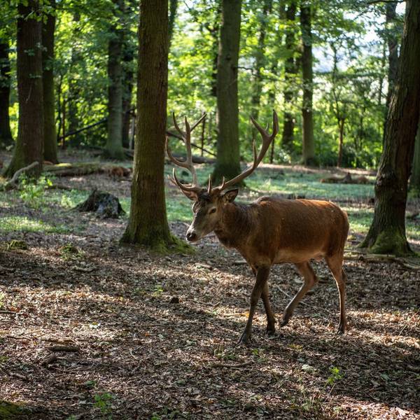 Ein Hirsch im Hochwildpark Rheinland in Mechernich-Kommern