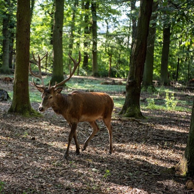 Ein Hirsch im Hochwildpark Rheinland in Mechernich-Kommern