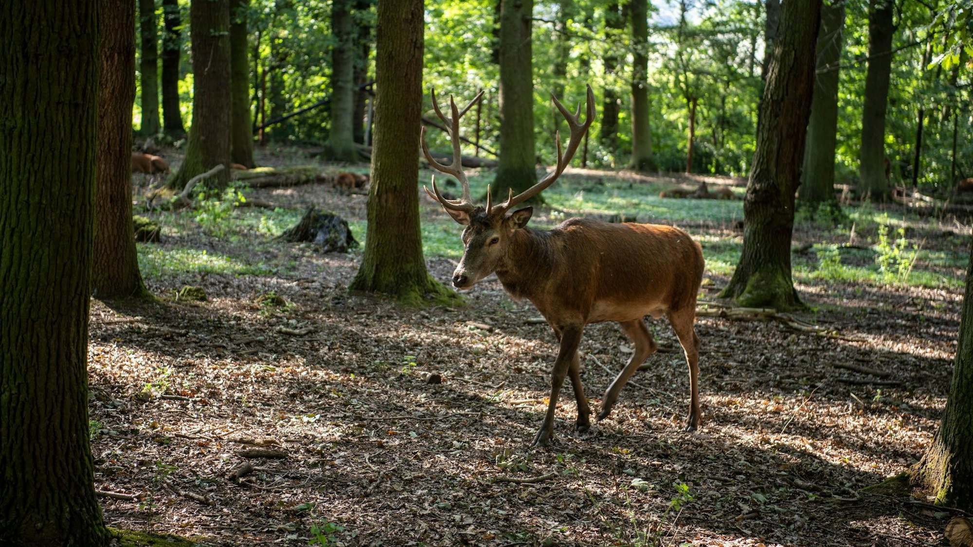 Ein Hirsch im Hochwildpark Rheinland in Mechernich-Kommern