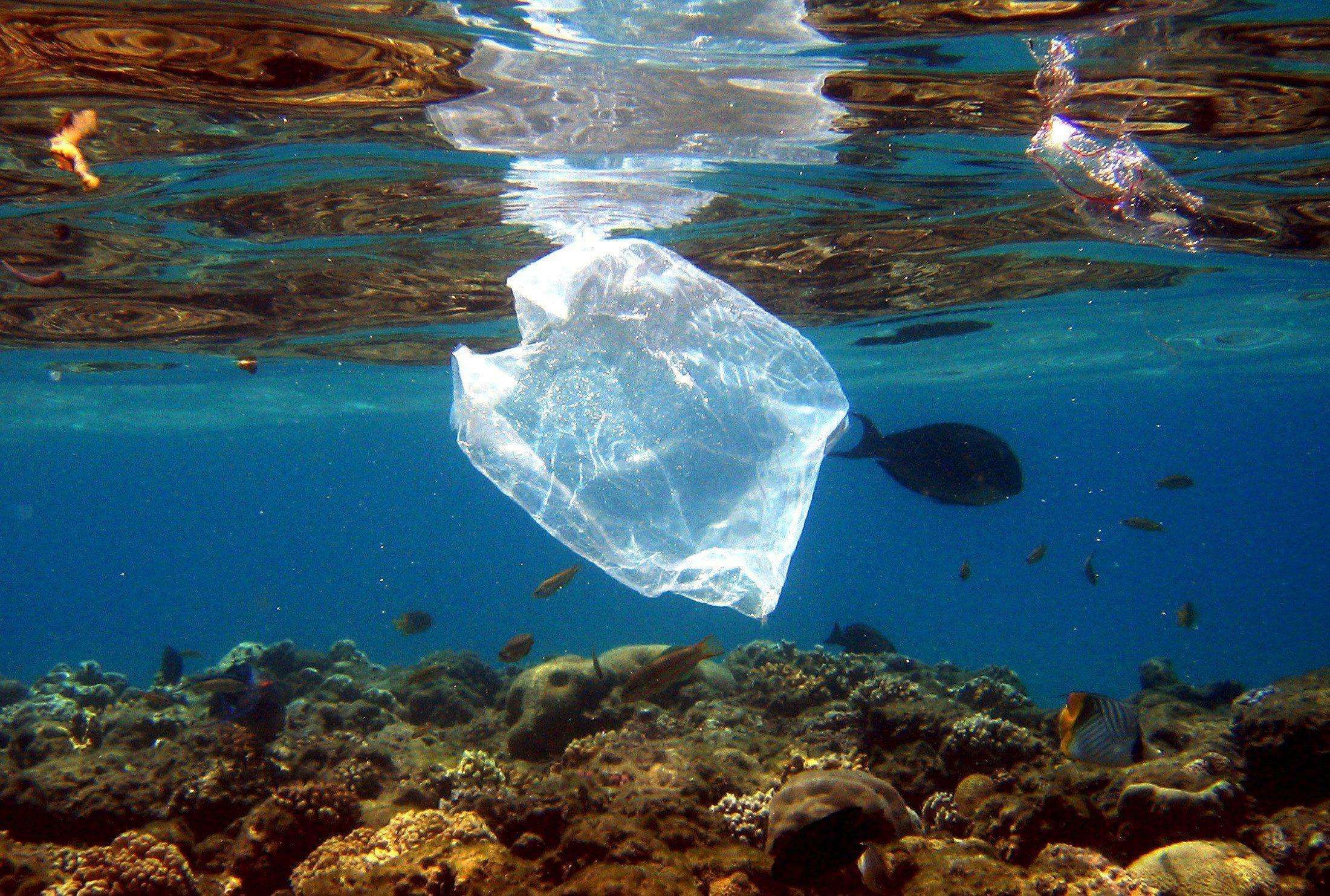 Eine Plastiktüte schwimmt über ein Korallenriff im Meer vor Ägypten. Fische schwimmen um die Tüte herum.