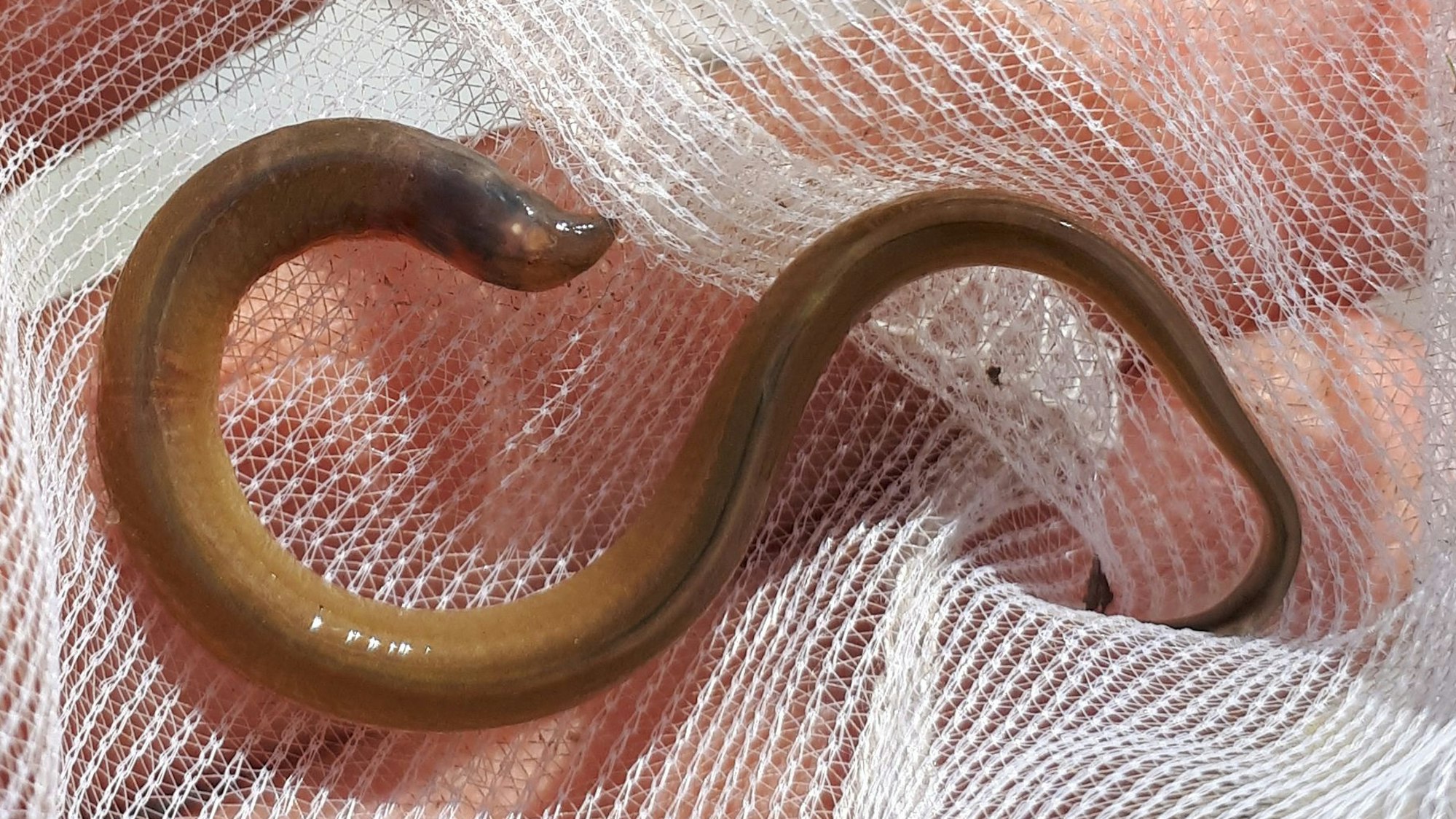 Das Flussneunauge im Netz.