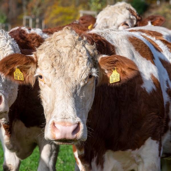 Braun-weiß gefleckte Kühe auf der Weide gucken in die Kamera.