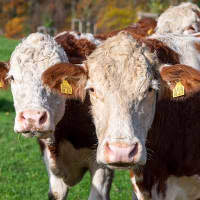 Braun-weiß gefleckte Kühe auf der Weide gucken in die Kamera.