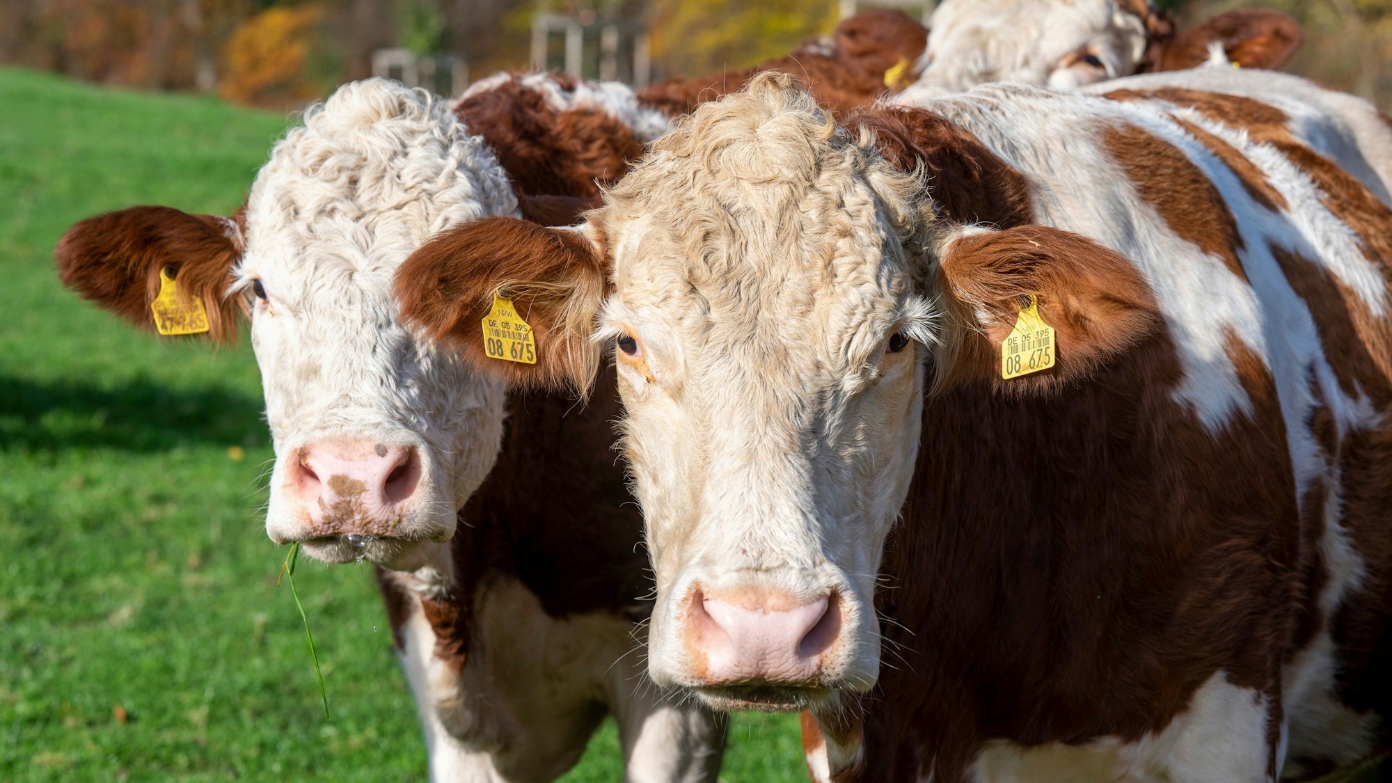Braun-weiß gefleckte Kühe auf der Weide gucken in die Kamera.