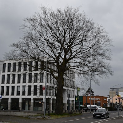 Das Foto zeigt die Blutbuche an der Luxemburger Straße in Hürth-Efferen. Sie wird im März 2023 gefällt. Sie muss dem vierspurigen Ausbau der Straße weichen.