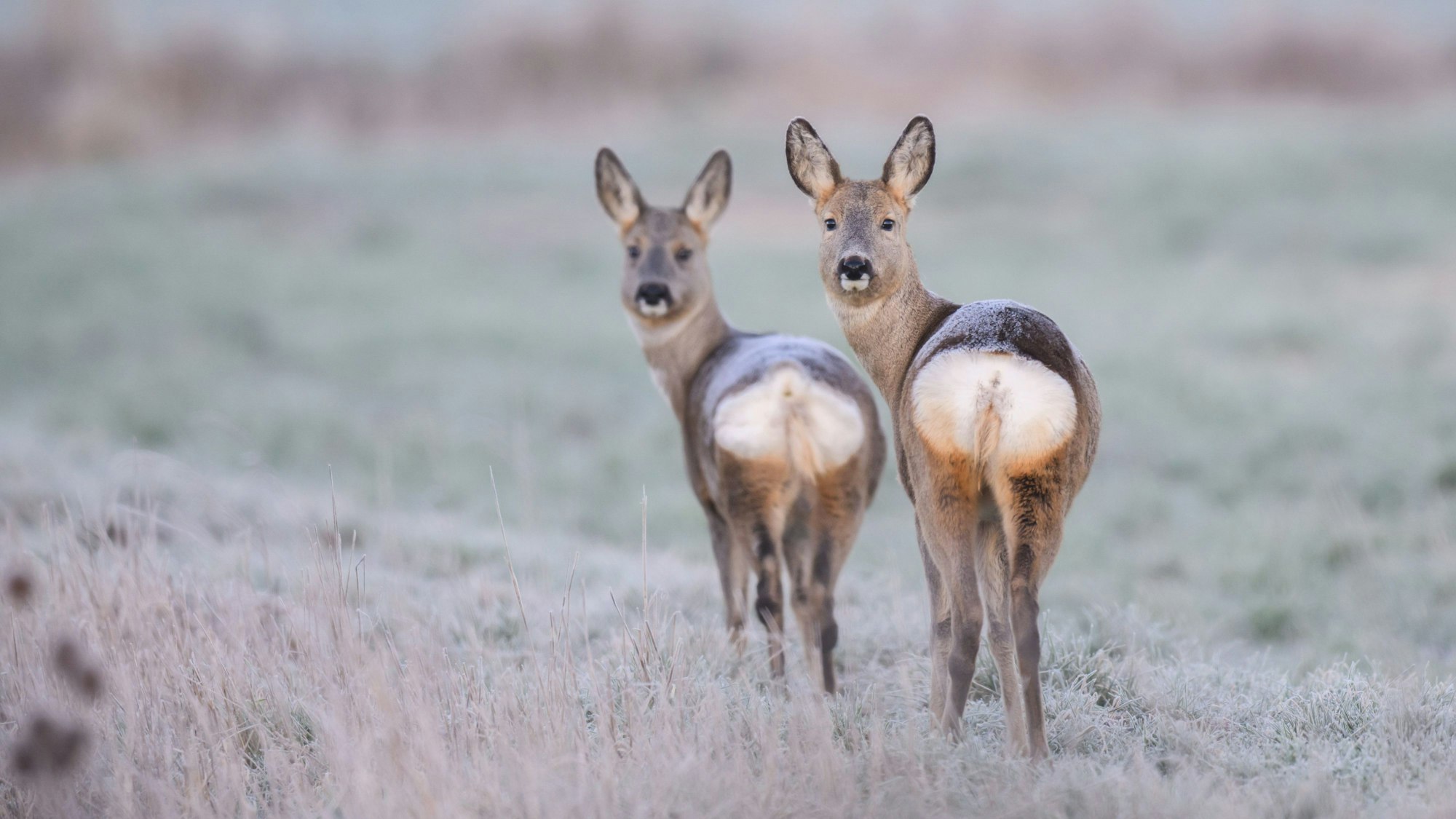 Zwei Rehe stehen am frühen Morgen auf einem vom Feld. (Symbolbild)