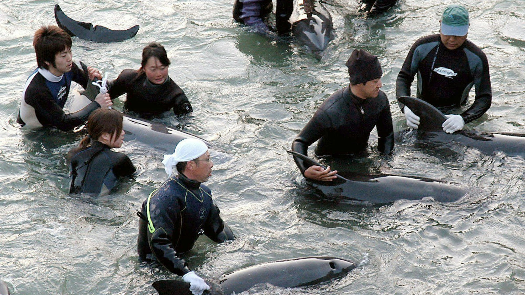 Delfin-Trainer selektieren die Delfine, die bei der Treibjagd gefangen wurden.