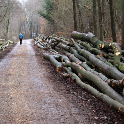 Im Nöthener Wald im Bereich Pfaffenbusch liegen entlang des Weges viele Dutzend Buchen und Eichen, die gefällt wurden.