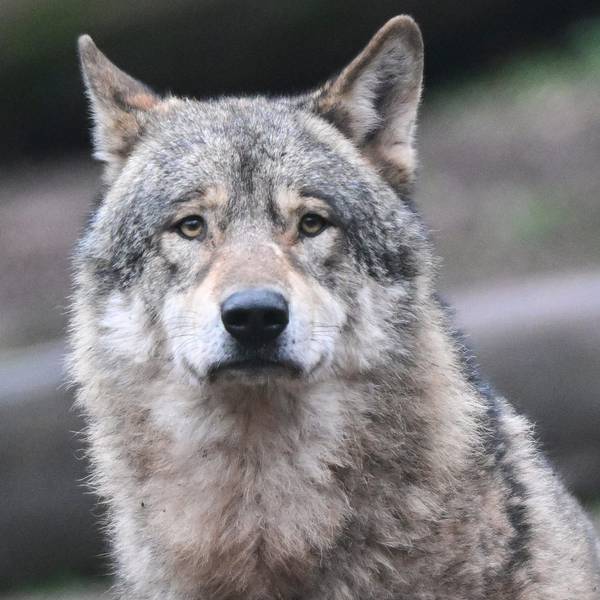 Ein Wolf läuft auf Futter wartend durch ein Gehege.