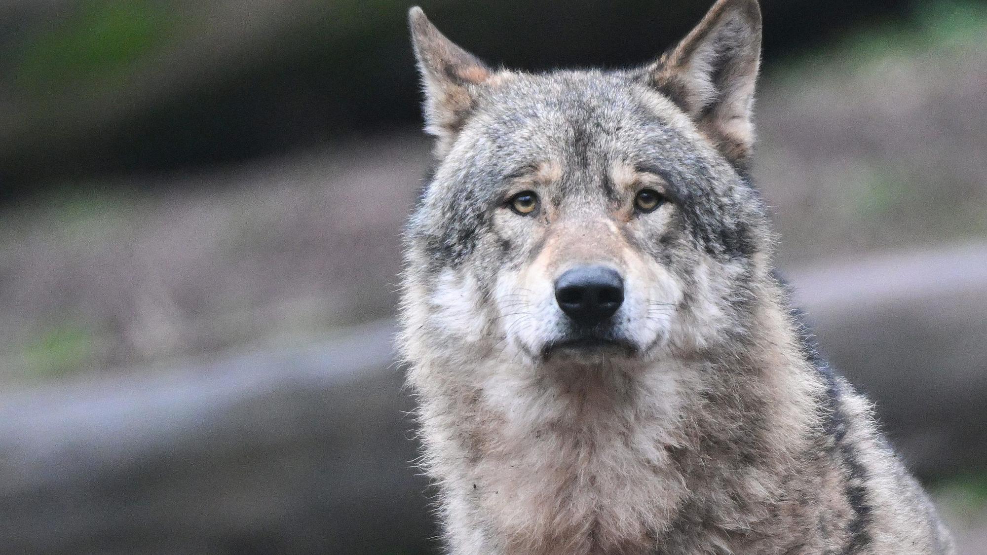 Ein Wolf läuft auf Futter wartend durch ein Gehege.