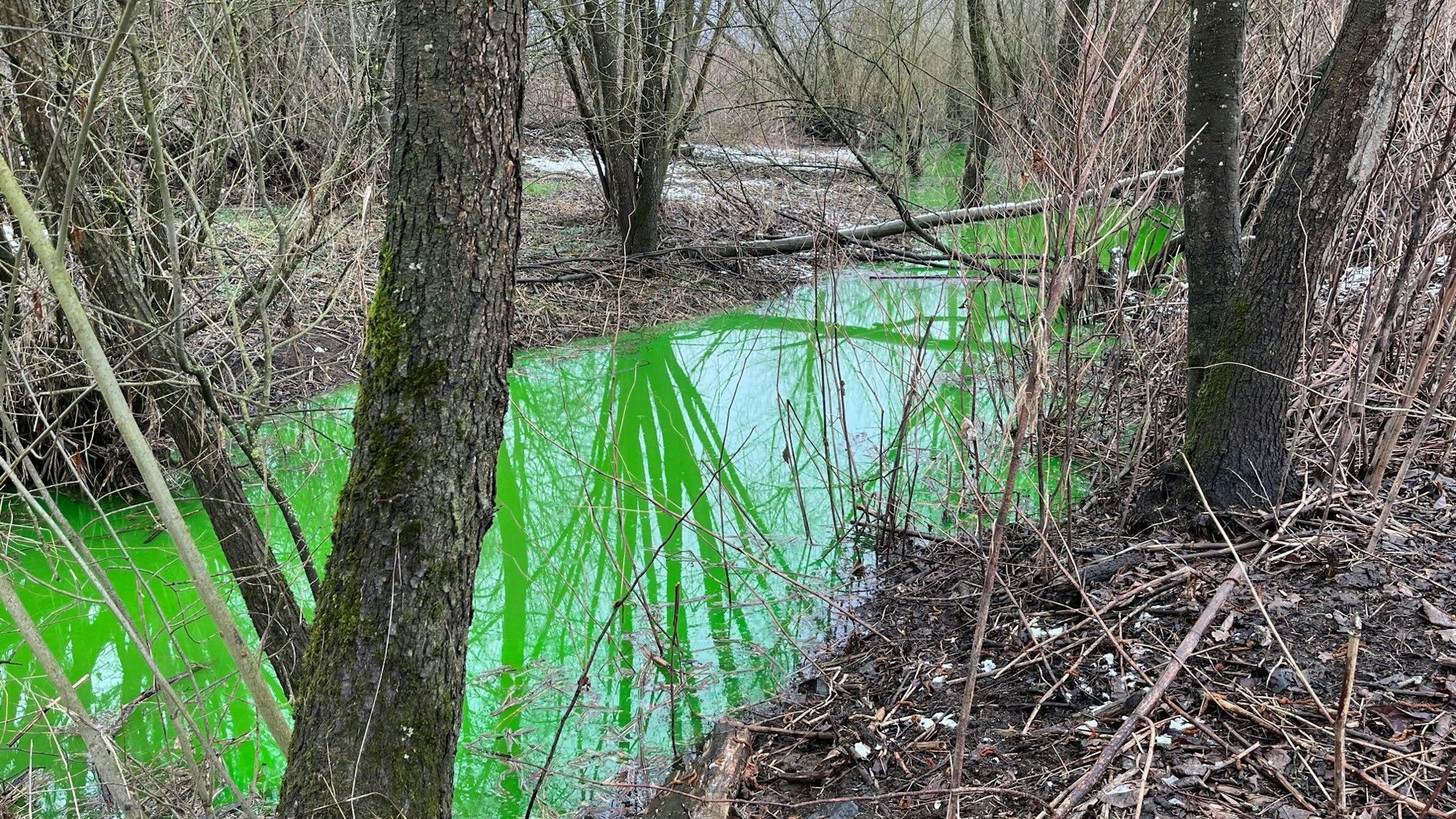 Im Unterholz und Bäumen schlängelt sich ein kleiner Bach, der giftgrün eingefärbt ist.
