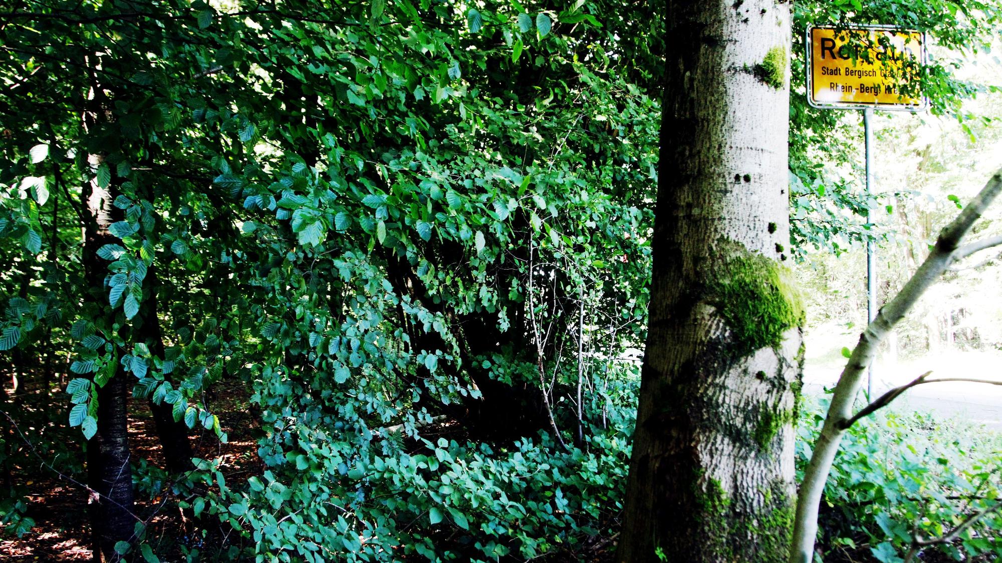Der Tatort am Bensberger See heute: Dichtes Gestrüpp und ein Baum neben dem Ortseingangsschild von Refrath
